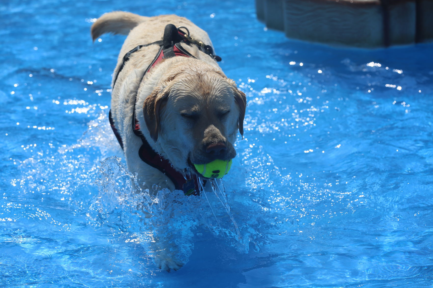 090919_gal_WWdogs (60)